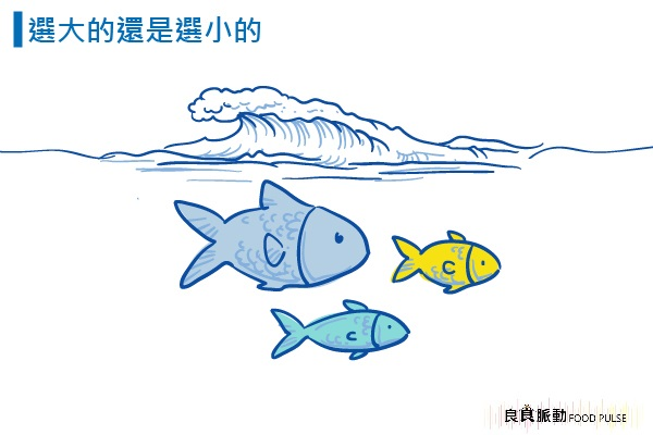 吃大魚好還是小魚好？