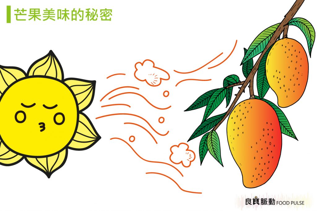 愛文芒果在屏東和台南的風味有何差異？