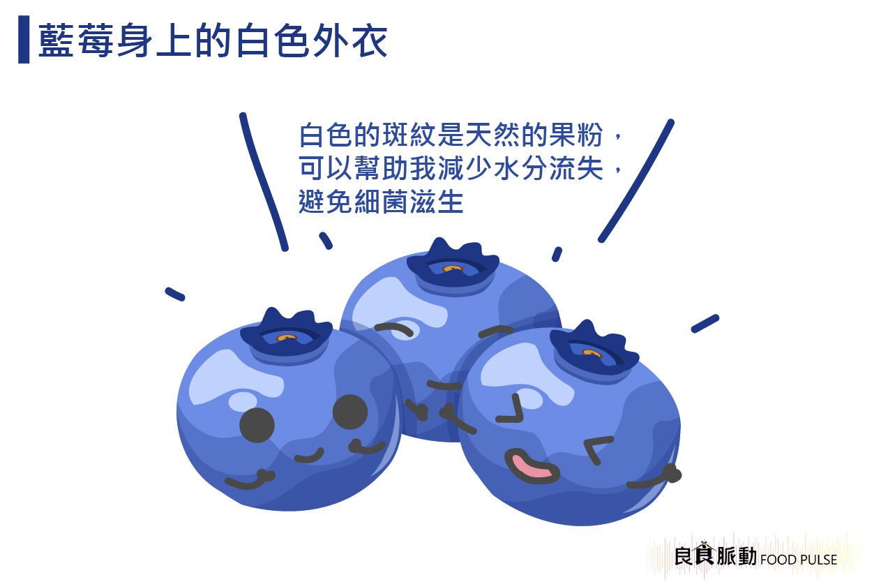 藍莓表面的白粉是什麼?
