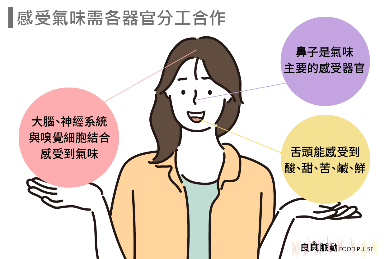 人體哪些器官可以接受氣味？