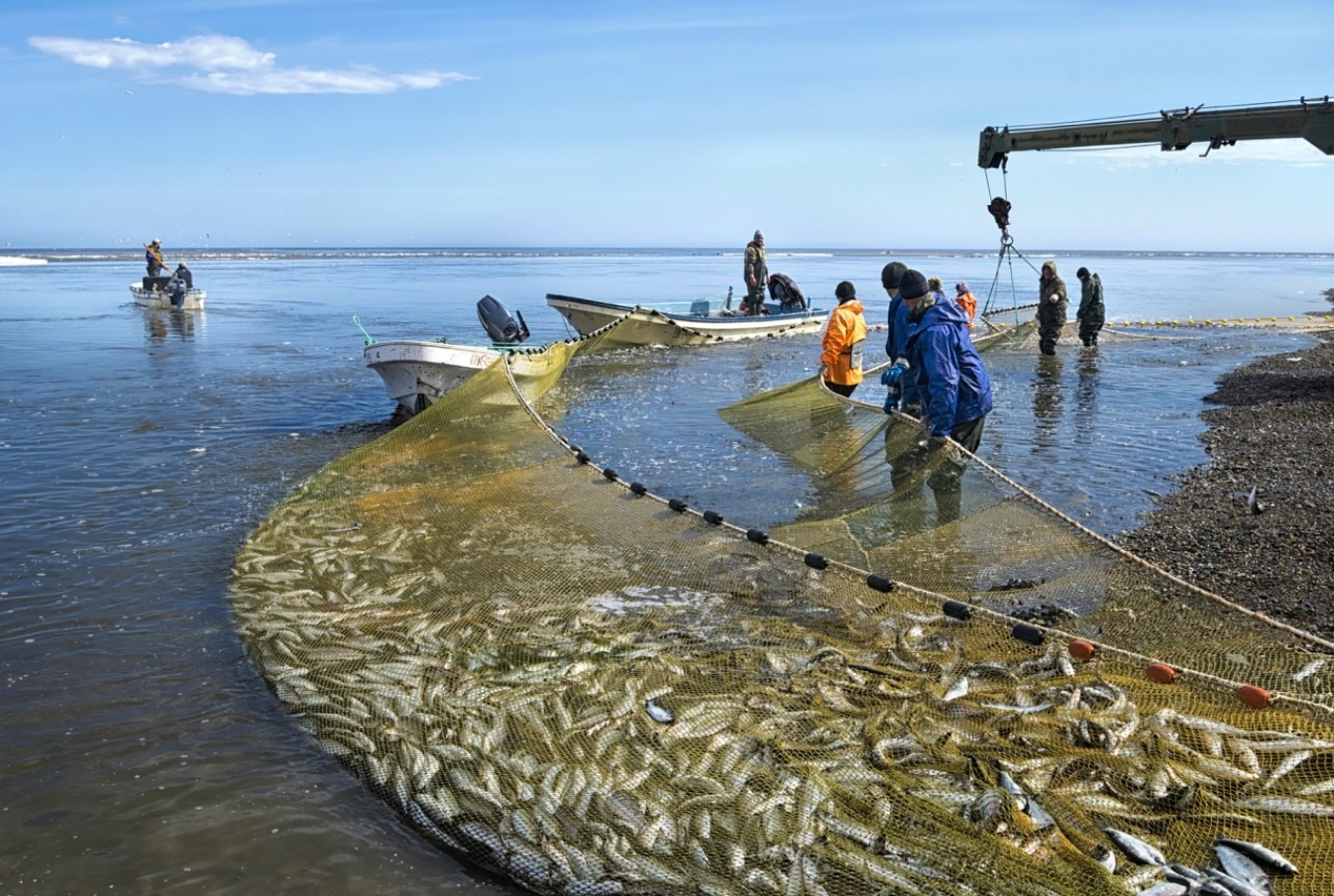 捕撈下雜魚的生態危機?
