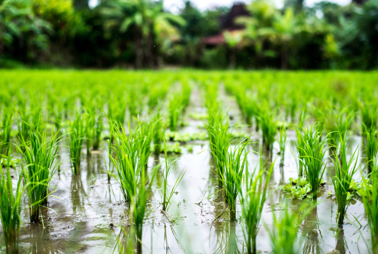 二十四節氣是什麼，穀雨、芒種又代表什麼意思呢？