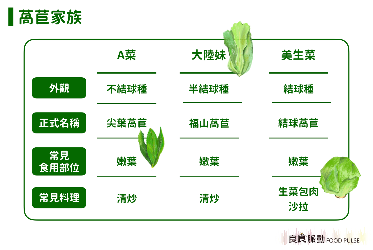 A菜、美生菜、大陸妹是不同的蔬菜嗎？