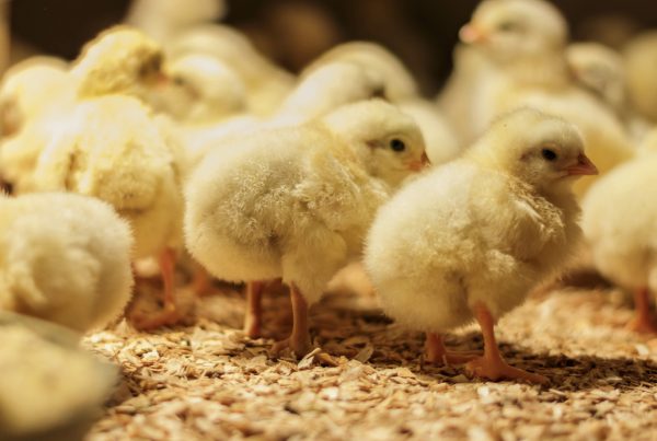 養雞會用抗生素嗎？