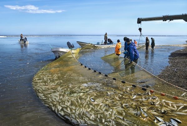 捕撈下雜魚的生態危機？