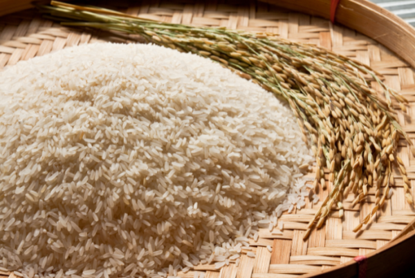 變黃的米和長米蟲的米，哪個能吃？